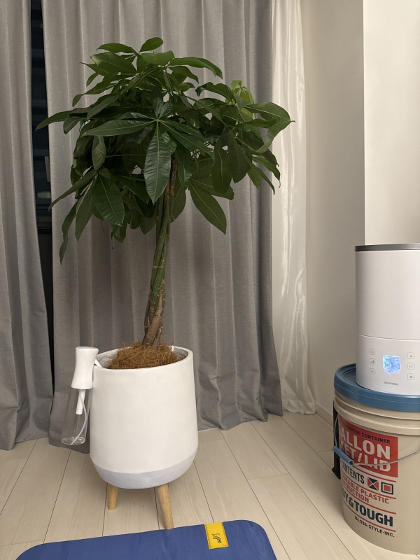 ARASHI(アラシ) 【今夜21時から配信】