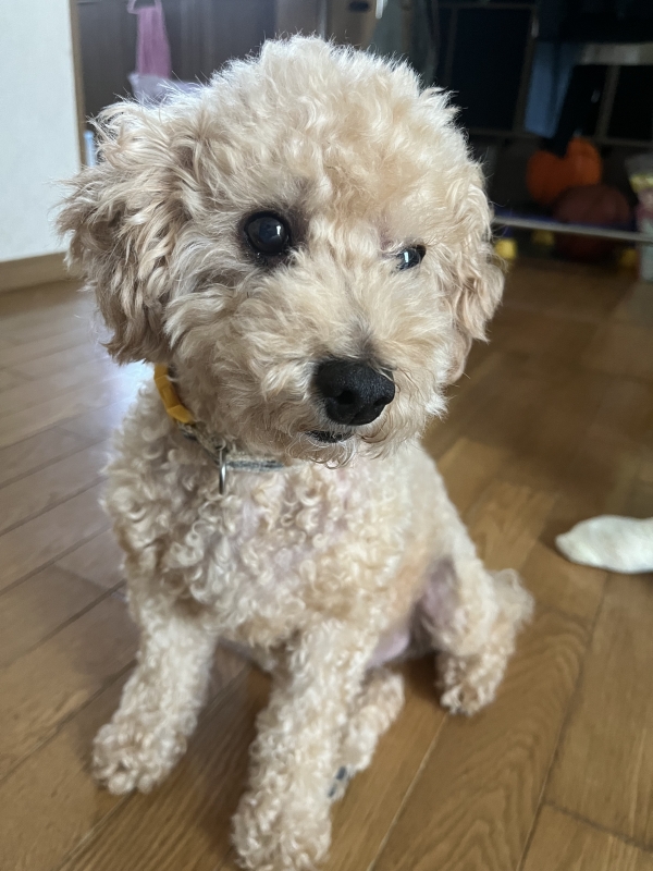 RYOICHIRO(ﾘｮｳｲﾁﾛｳ) 今年とよろしくわん