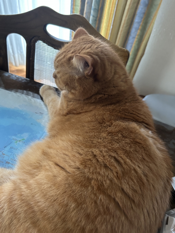 MAYUKI(ﾏﾕｷ) 実家帰ったにゃん