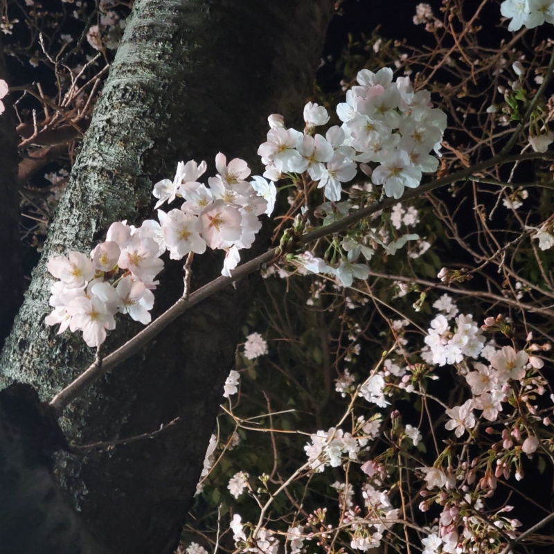 MIRAI(ミライ) 桜🌸