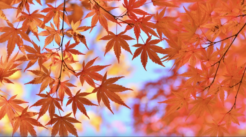 MOMIJI(ﾓﾐｼﾞ) 初日記　