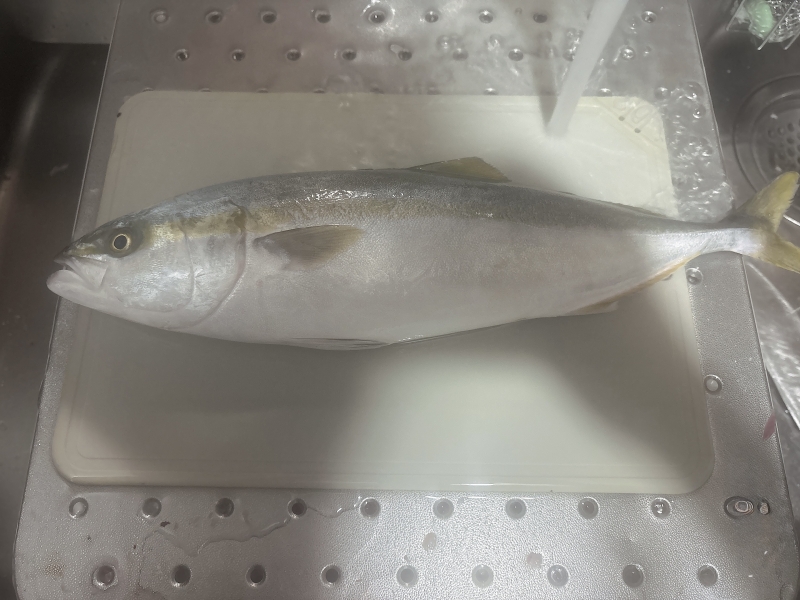 SHINGETSU(シンゲツ) 魚捌いたよ