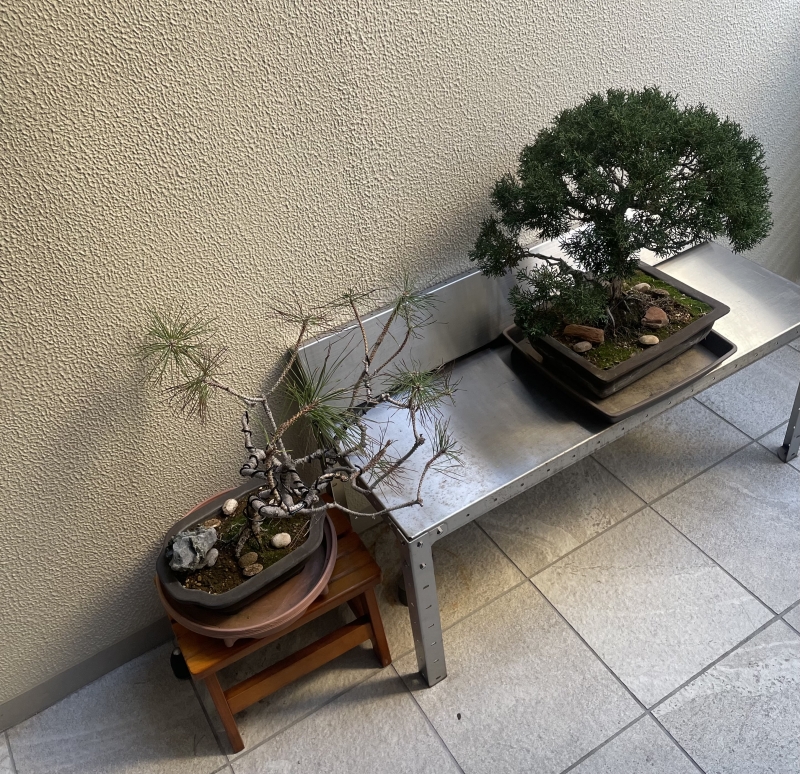 KUZE(クゼ) 緑が好き