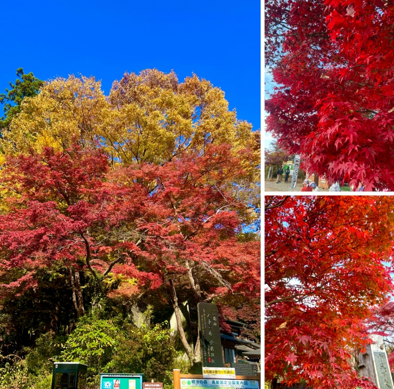 KONOSUKE(コウノスケ) 紅葉きれいだyo🍁 今しか見れないyo🍁