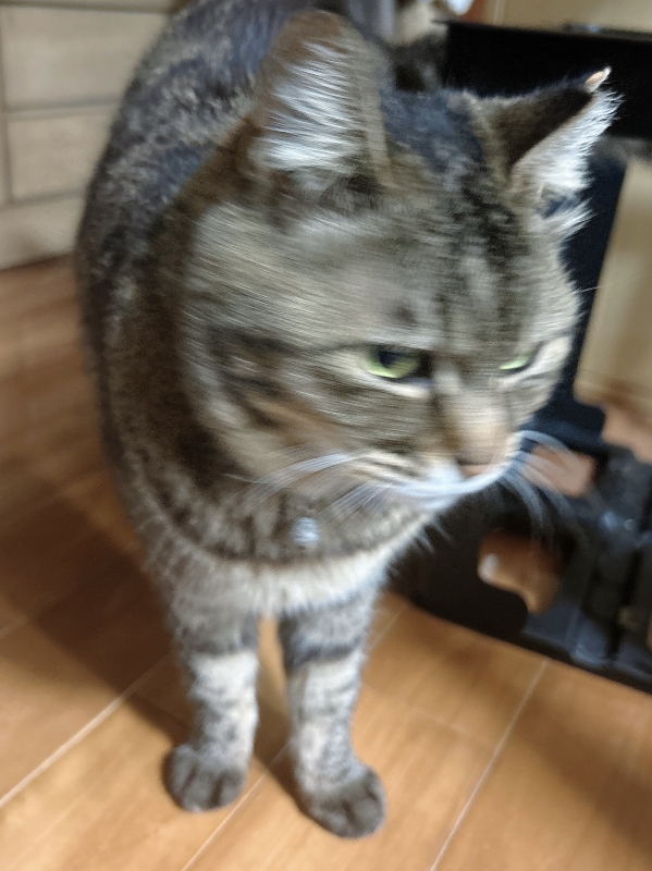 MISAKI(ミサキ) こっち向いて