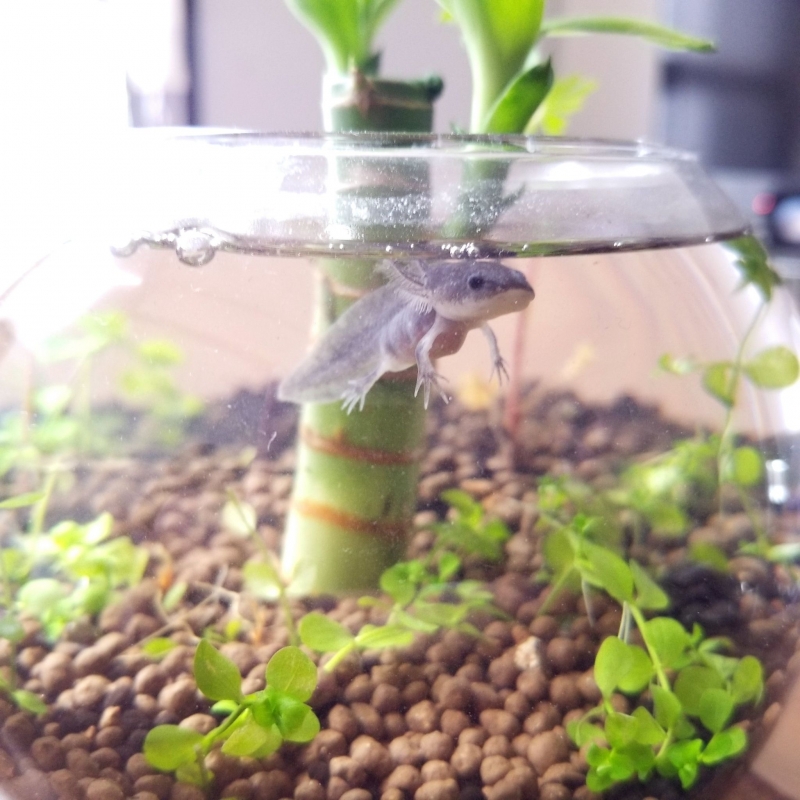 MIRAI(ミライ) 生き物好き