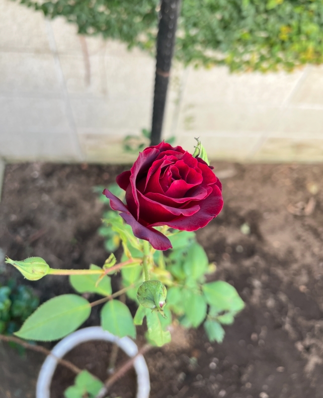 TAKUNA(ﾀｸﾅ) ガーデニング始めました☺️