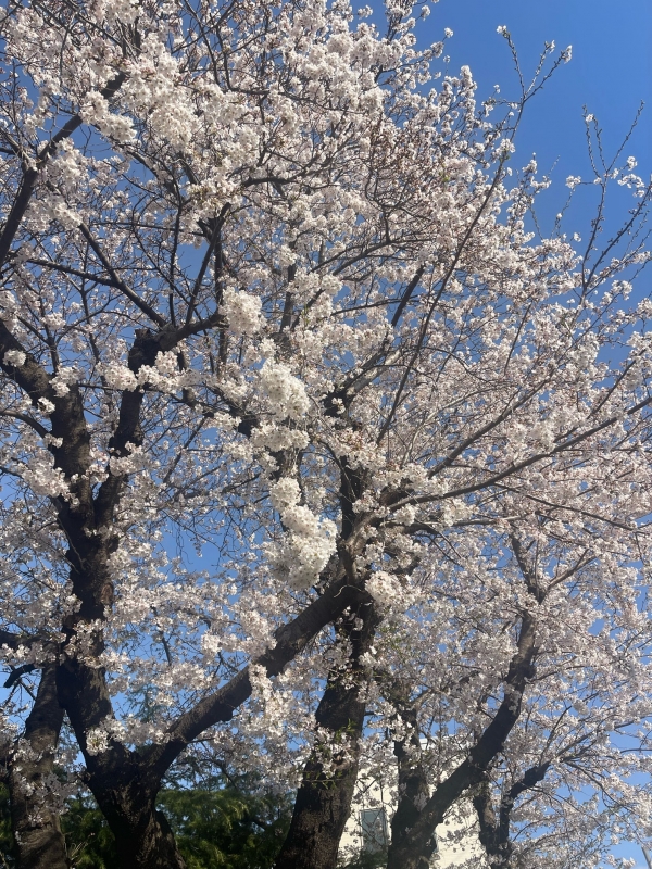 YOURA（ﾕｳﾗ） 桜