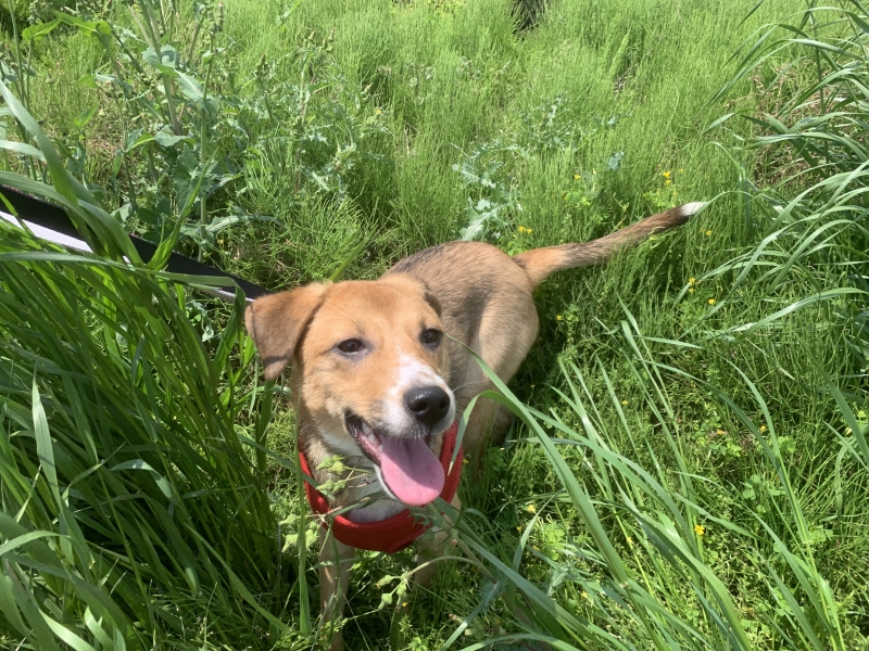 LUCA(ﾙｶ) 保護犬ボランティアの昔話①〜お散歩〜