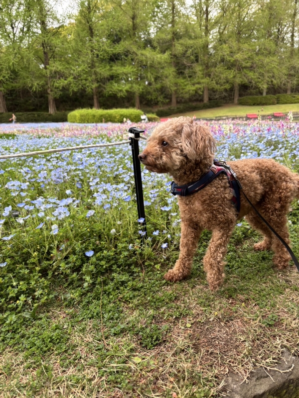 ASUMURA(アスムラ) わんちゃんと散歩行きました!