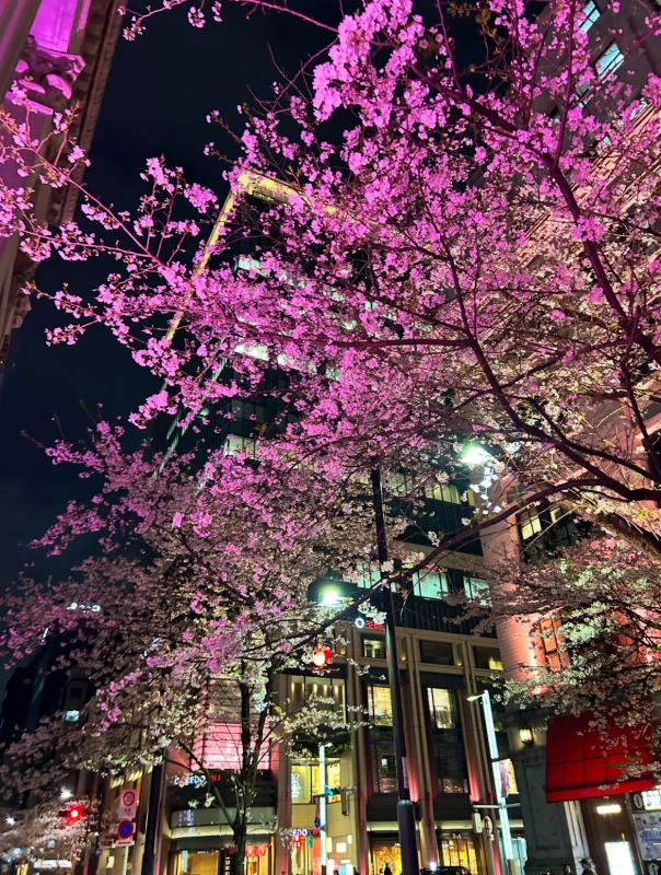 KONOSUKE(コウノスケ) 夜桜