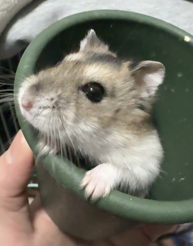 LUCA(ﾙｶ) 🐹大事な家族を紹介します
