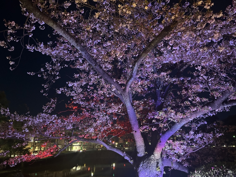 MISAKI(ミサキ) 佐賀の夜桜