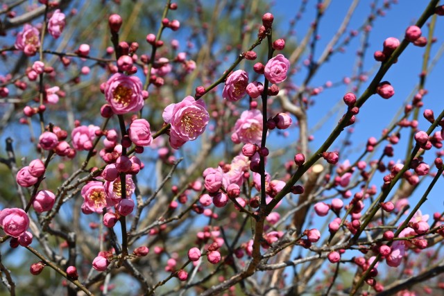 REO (ﾚｵ) 梅の花綺麗でした