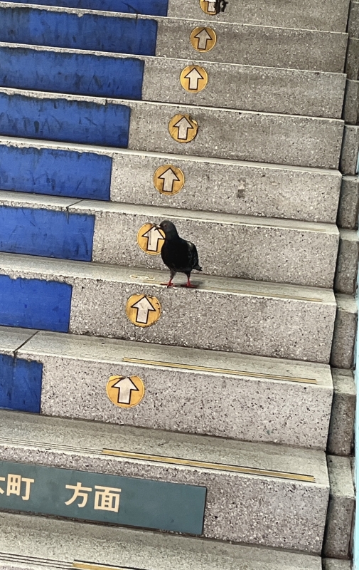 MERU(ﾒﾙ) 鳩さんも定時ですか