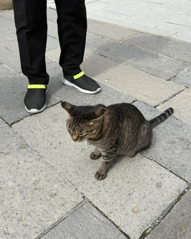 MASH(マッシュ) 中尊寺金色堂売店の看板ねこちゃん