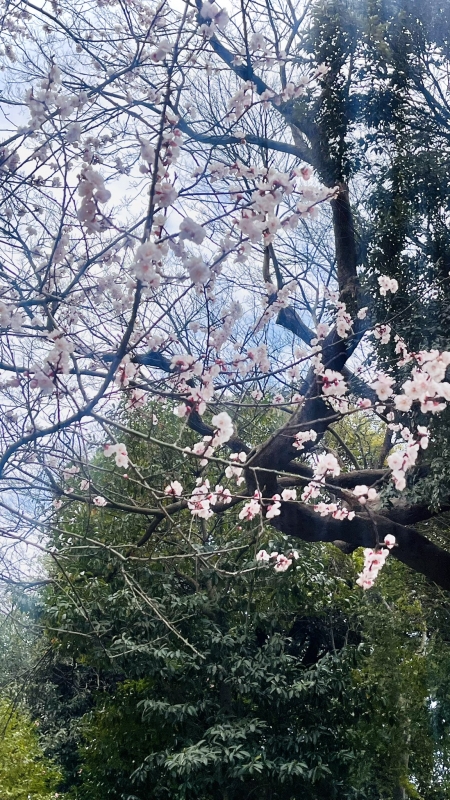 ふぶき 桜さん