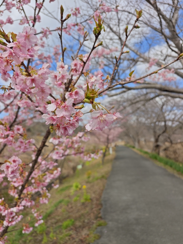 GENKI(ｹﾞﾝｷ) 冬来たりなば春遠からじ