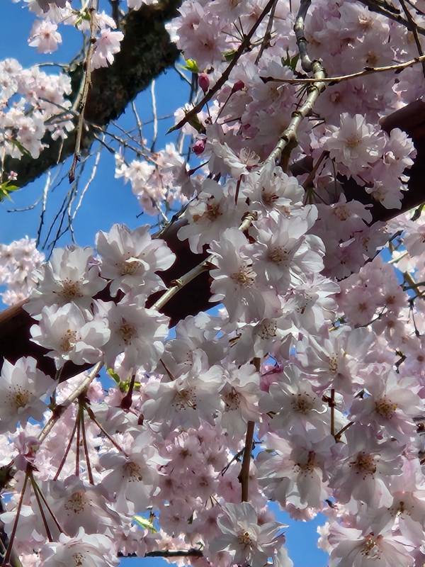 TOM(ﾄﾑ) ぽかぽか