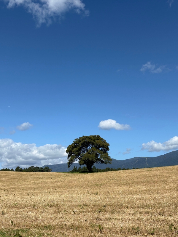 MASH(ﾏｯｼｭ) 1本の木　in岩手