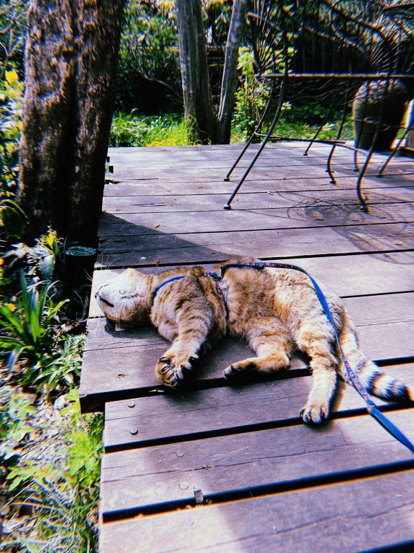 MOCHI（ﾓﾁ） 猫みたいな存在。