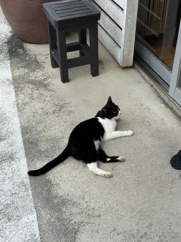 MASH(マッシュ) 離島でみつけたのら猫