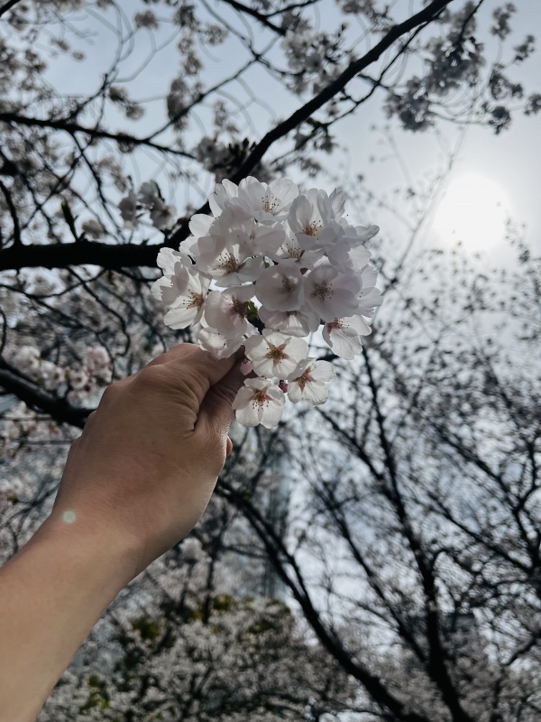 AYUTO(ｱﾕﾄ) 年に一度の景色