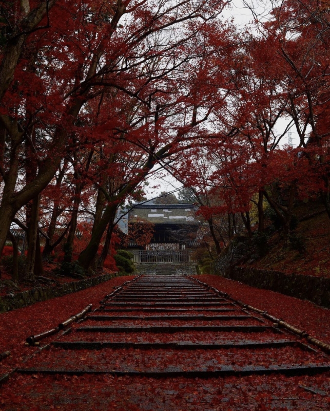 HANZO(ハンゾー) 紅葉