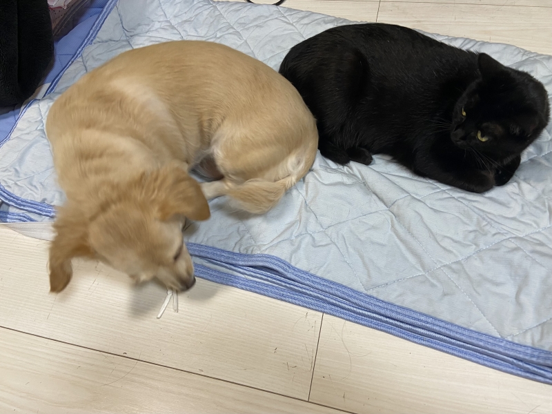 AKIRA (ｱｷﾗ) 夏が来ますね