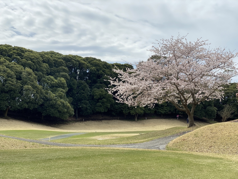 KANCHI(ｶﾝﾁ) 桜も散ってきました。