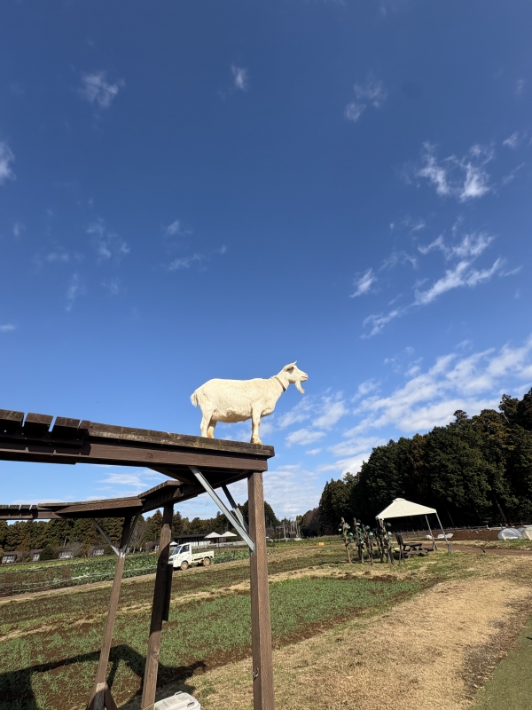 MOCHI(モチ) 有頂天です。