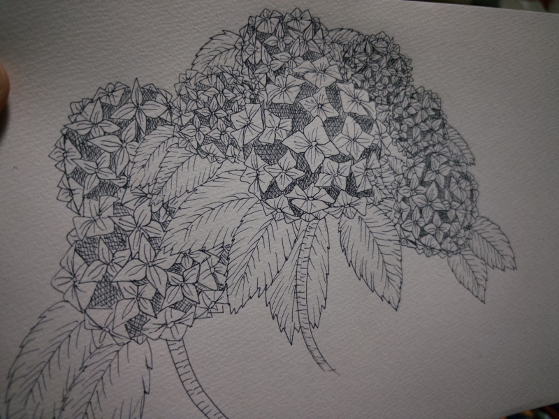YAK(ヤク) 紫陽花2