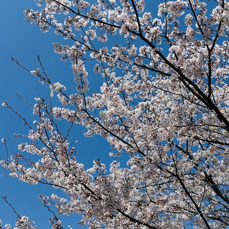 MIRAI(ミライ) 桜　その2