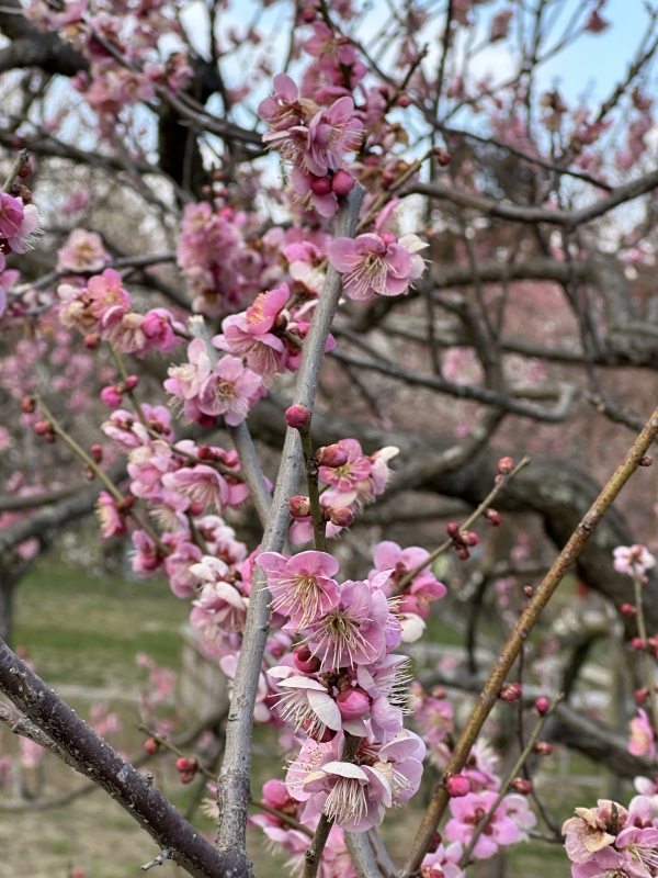 RURITO(ルリト) 水戸の梅祭り行きました