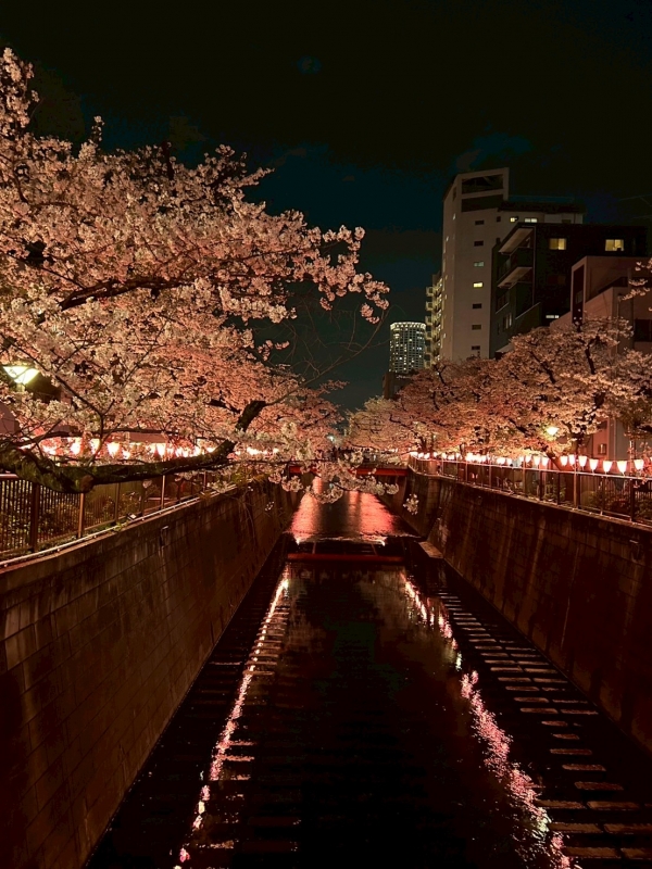 MICHIRU(ﾐﾁﾙ) 夜桜