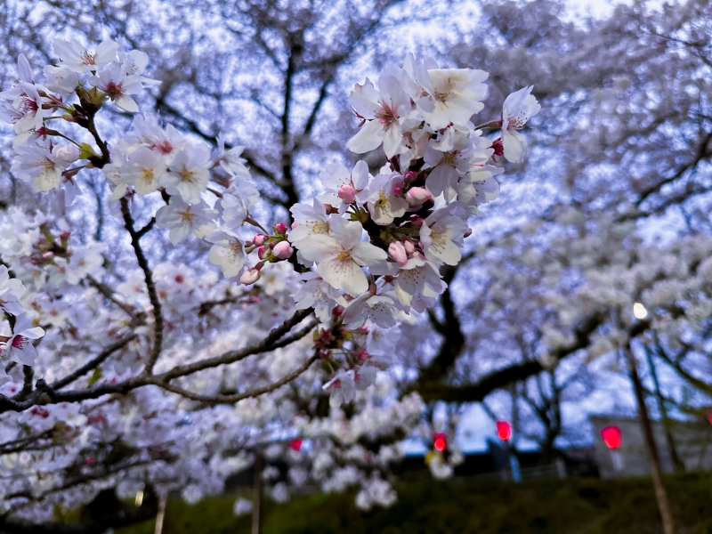 TAEHYUNG(ﾃﾋｮﾝ) 歩き桜