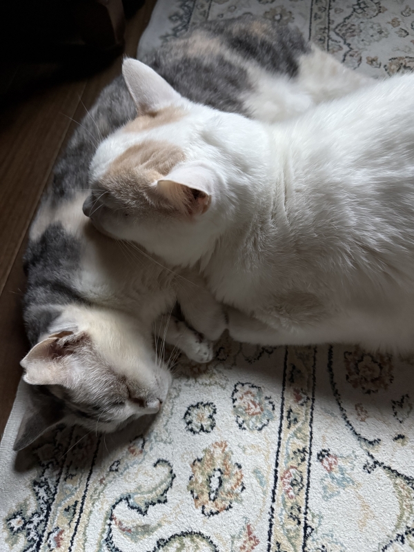 KIRITO(キリト) ぬこまくら