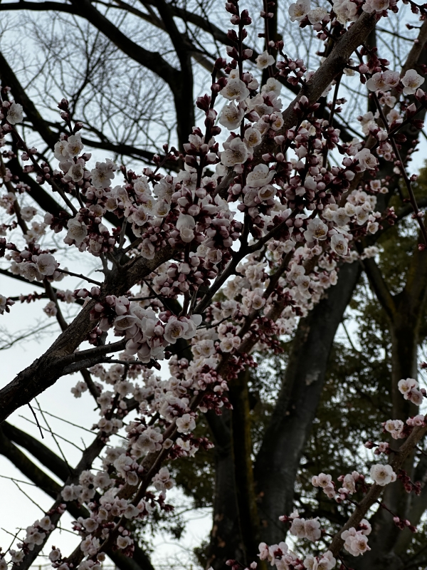 SHINA(ｼｲﾅ) 桜