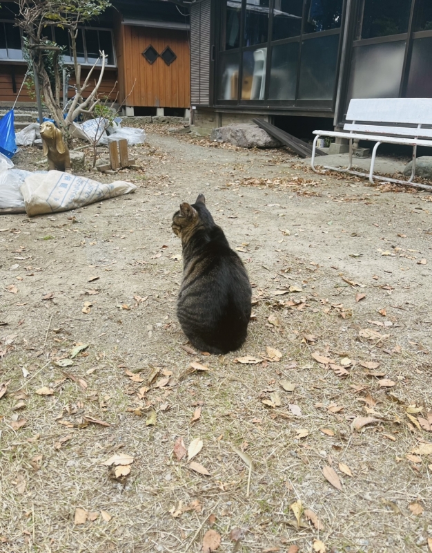 MOCHI（ﾓﾁ） もちのきもち。