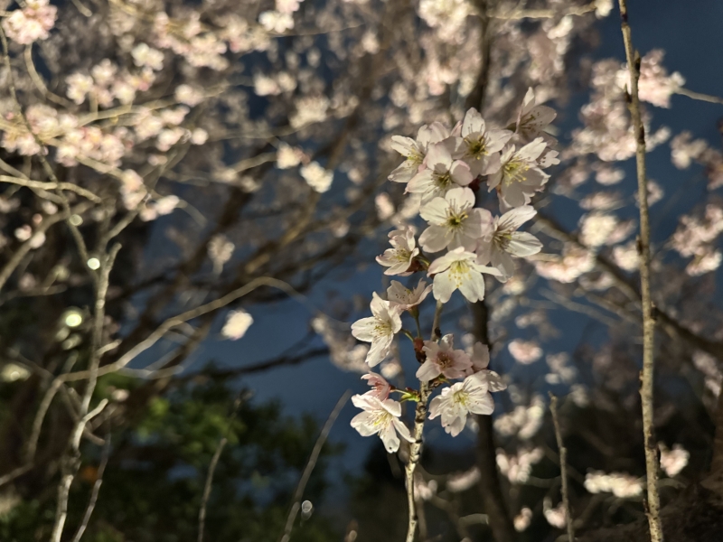 SHUSUKE(ｼｭｳｽｹ) ちんこは