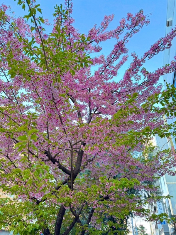 YAMATO(ﾔﾏﾄ) 桜🌸