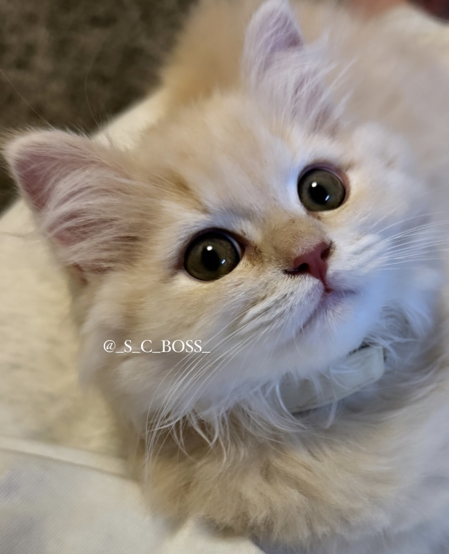 BOSS(ﾎﾞｽ) (^ට ‧̫ ට^)੭