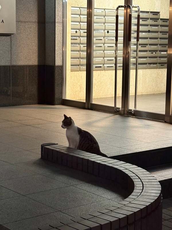 MASH(マッシュ) 猫いた