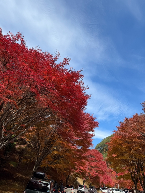 ARASHI(アラシ) 【🍁】