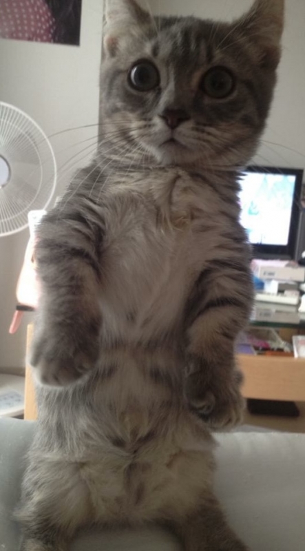 HIKARI(ヒカリ) 友達の家の猫