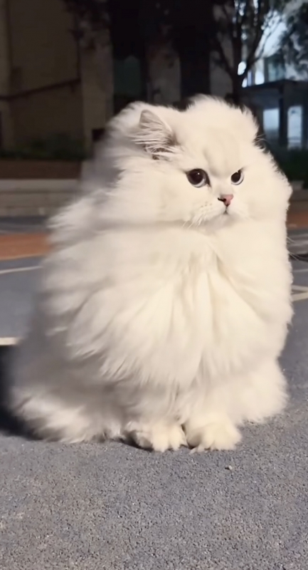 KENTO (ケント) 😼