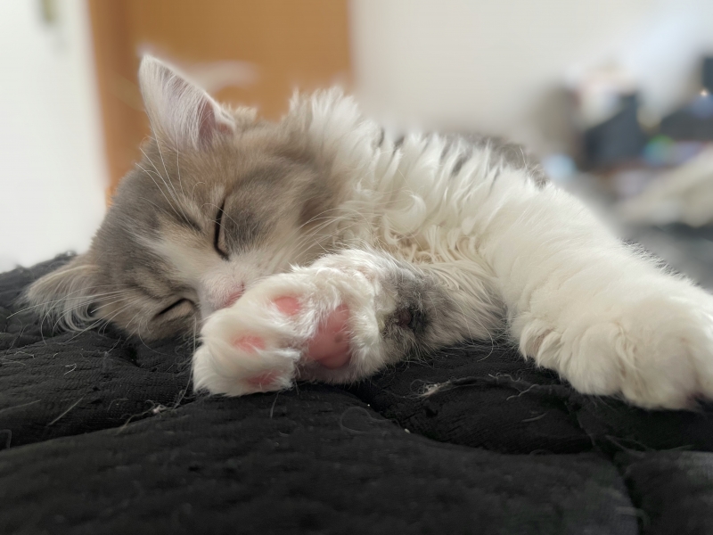 AMEKU(アメク) 睡眠時間