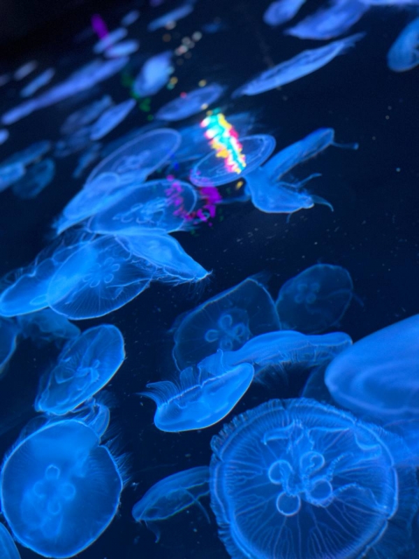 OTOYA(ｵﾄﾔ) 水族館が好き