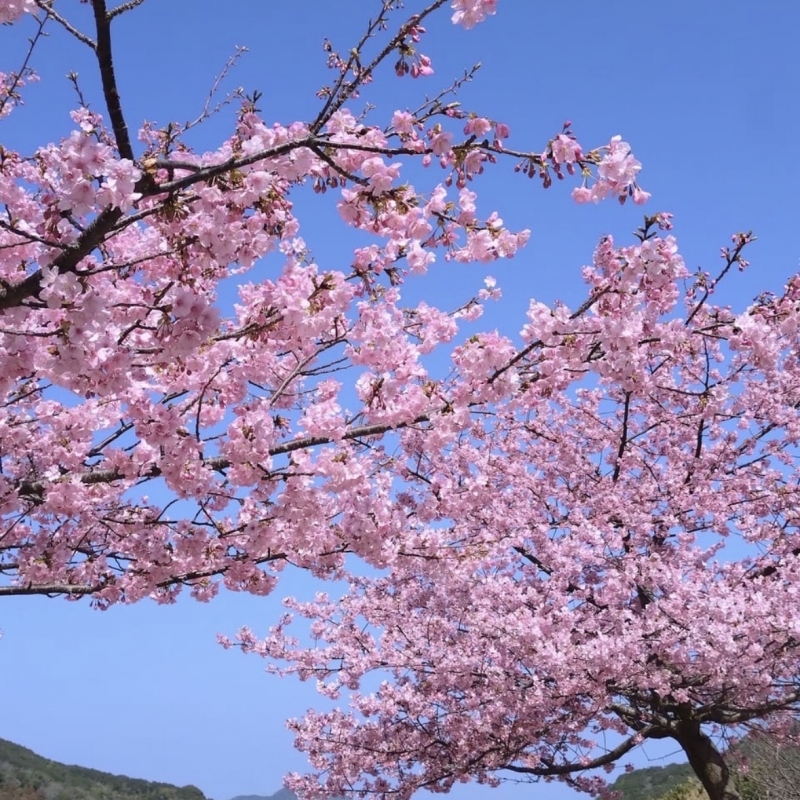 KUUMA(クウマ) 開花