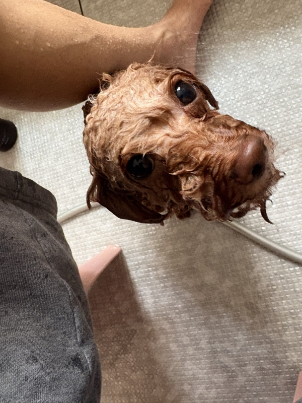 ASUMURA(ｱｽﾑﾗ) お風呂タイム🐶🛀
